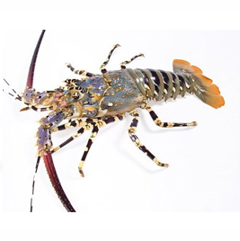 Lobsters