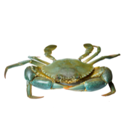 Crabs