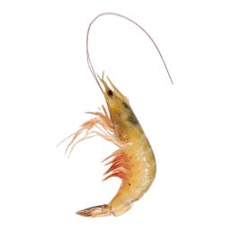 Prawns