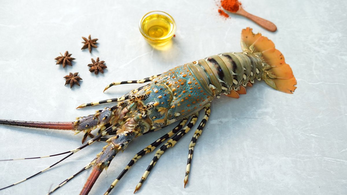 Lobster / Singi Eral Small